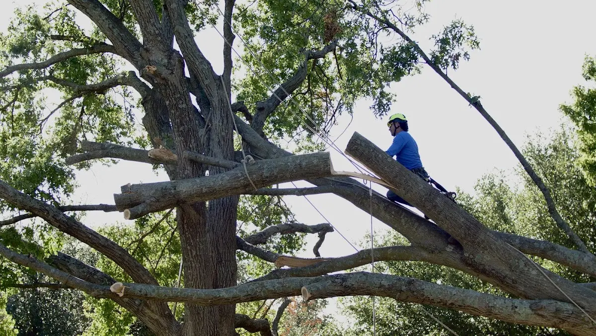 Professional Crown Thinning performed by certified arborists in Whitmer
