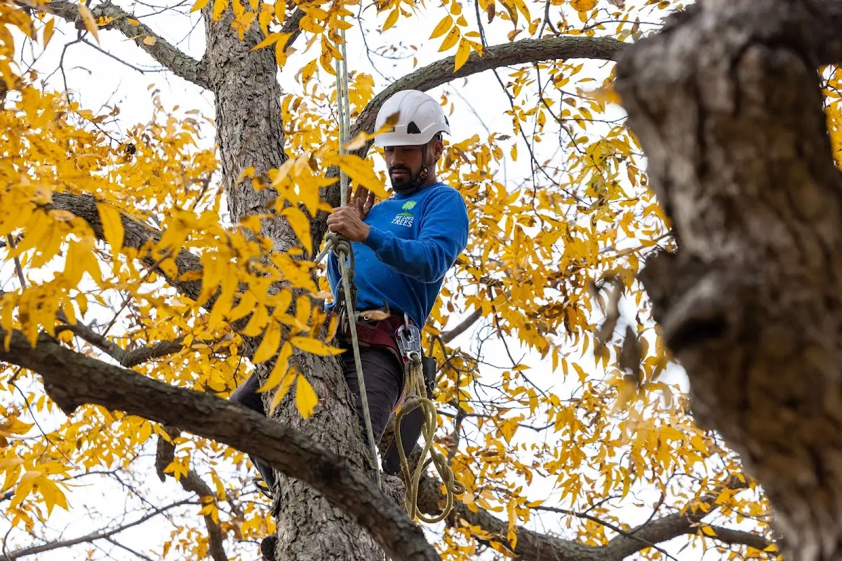 Skilled Tree Planting crew working in Whitmer